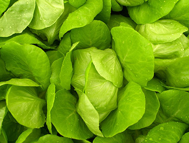 成都田禾倉農業科技有限公司